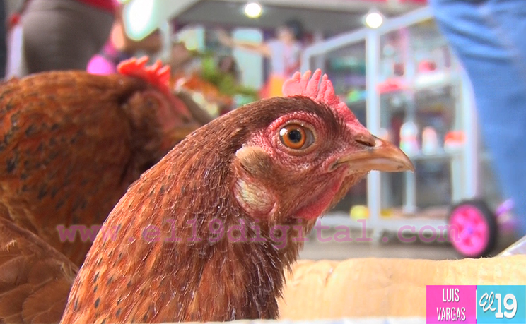 Familias abarrotan mercados capitalinos previo a celebración de la Navidad