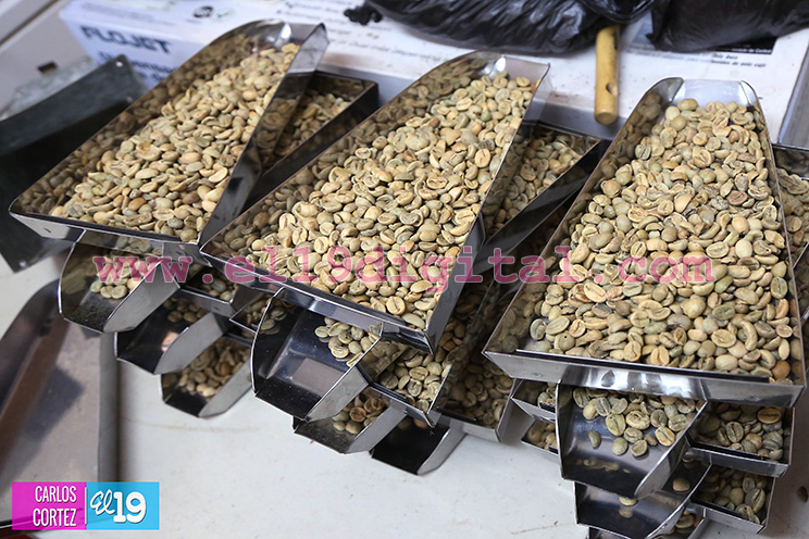 Programa de renovación de la caficultura con grandes ventajas para los pequeños productores