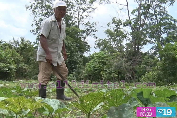 Productores de San Rafael del Sur aseguran una buena cosecha