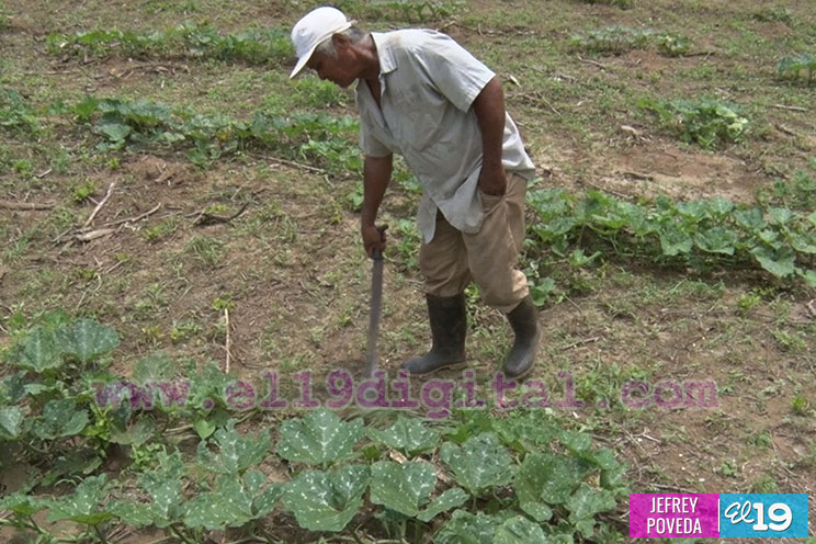 Productores de San Rafael del Sur aseguran una buena cosecha