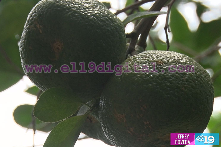 Productores de San Rafael del Sur aseguran una buena cosecha