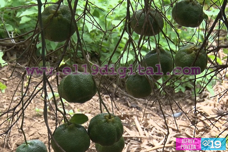 Productores de San Rafael del Sur aseguran una buena cosecha