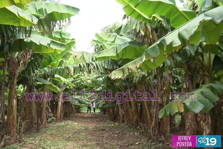 Productores de San Rafael del Sur aseguran una buena cosecha