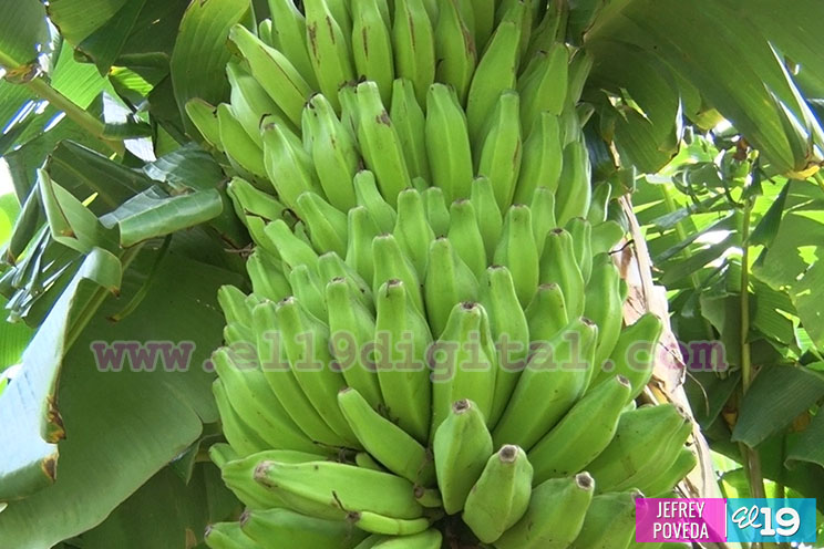 Productores de San Rafael del Sur aseguran una buena cosecha