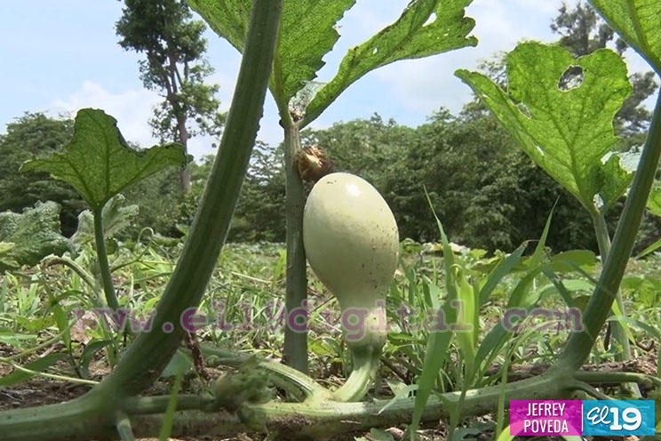 Productores de San Rafael del Sur aseguran una buena cosecha