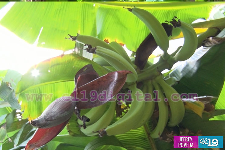 Productores de San Rafael del Sur aseguran una buena cosecha