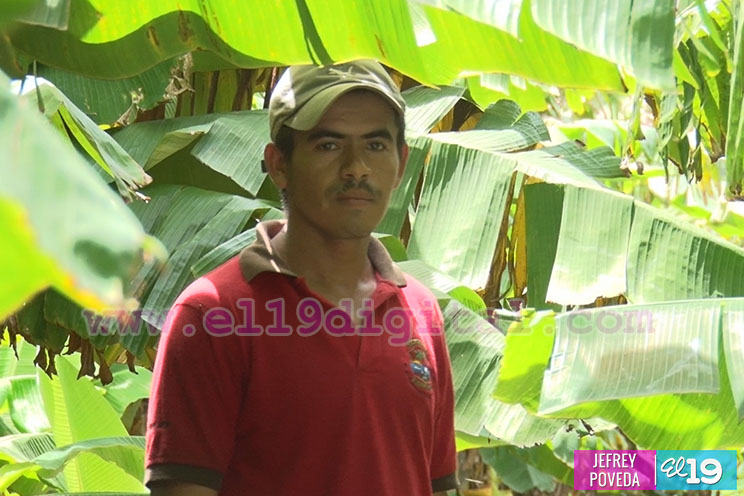 Productores de San Rafael del Sur aseguran una buena cosecha