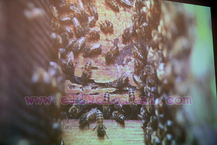 IPSA promueve Primer Congreso Nacional de Sanidad Apícola