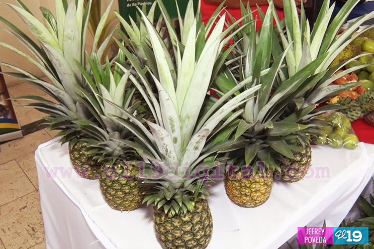 Nicaragua tiene una posición privilegiada para la producción de frutas