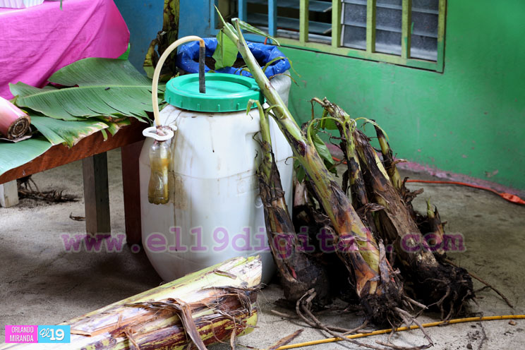 Productores de plátano reflexionan sobre el uso de prácticas para el control de plagas y enfermedades