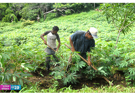 Productores de Yuca se suman al crecimiento económico del país
