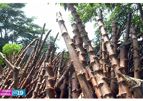 Productores de Yuca se suman al crecimiento económico del país