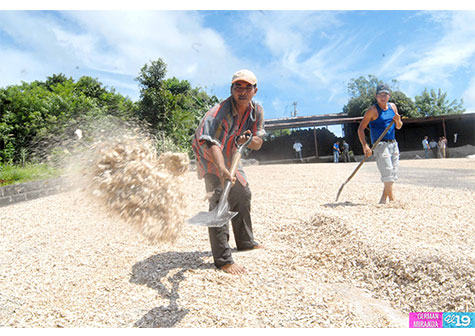 Productores de Yuca se suman al crecimiento económico del país