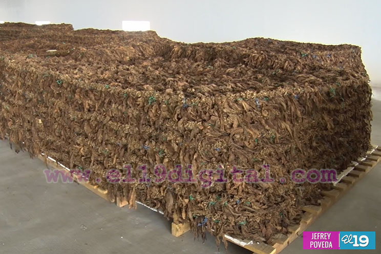 Inauguran mega agroindustria tabacalera en Ciudad Darío