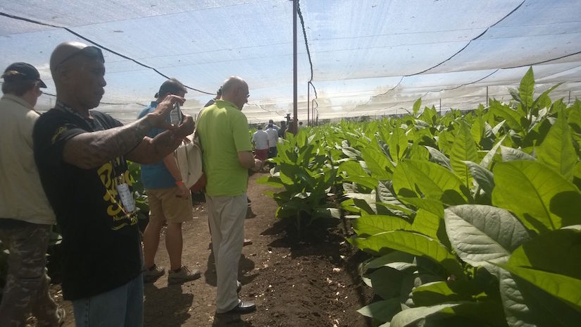 Industria Tabacalera Nicaragüense se desarrolla en tecnología y calidad