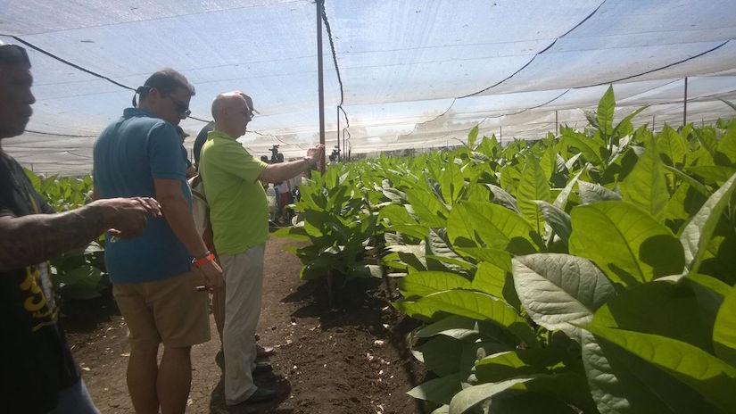 Industria Tabacalera Nicaragüense se desarrolla en tecnología y calidad