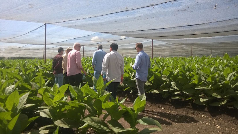 Industria Tabacalera Nicaragüense se desarrolla en tecnología y calidad