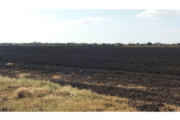 Empresa de cacao de alta productividad se instala en Tipitapa