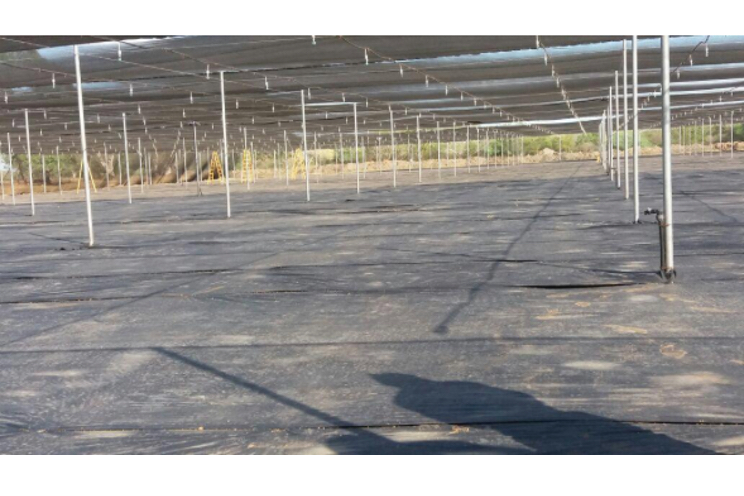 Empresa de cacao de alta productividad se instala en Tipitapa