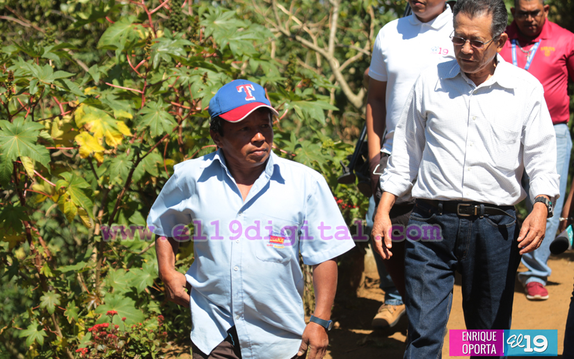 Con un buen manejo, el café supera la roya. Así lo demuestran los pequeños productores de El Crucero