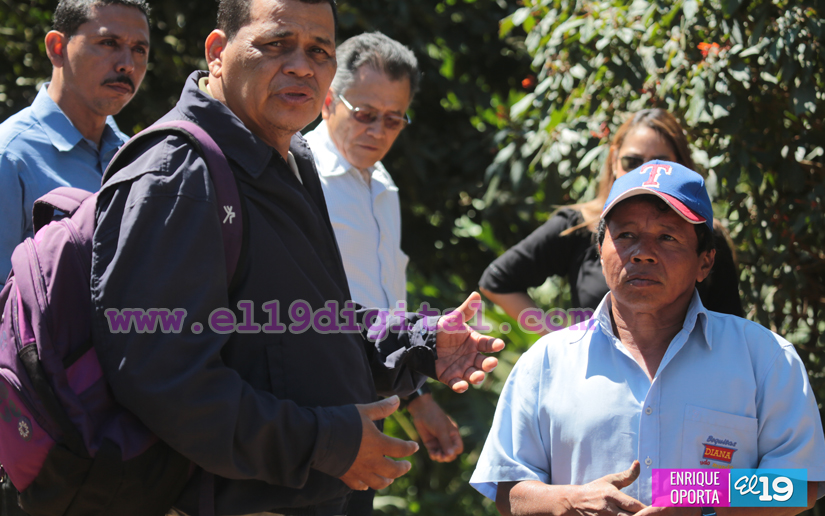 Con un buen manejo, el café supera la roya. Así lo demuestran los pequeños productores de El Crucero