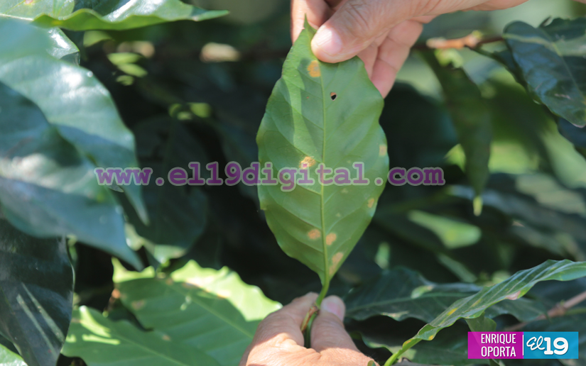 Con un buen manejo, el café supera la roya. Así lo demuestran los pequeños productores de El Crucero