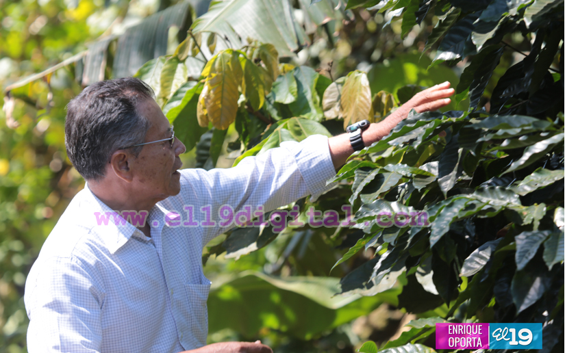 Con un buen manejo, el café supera la roya. Así lo demuestran los pequeños productores de El Crucero