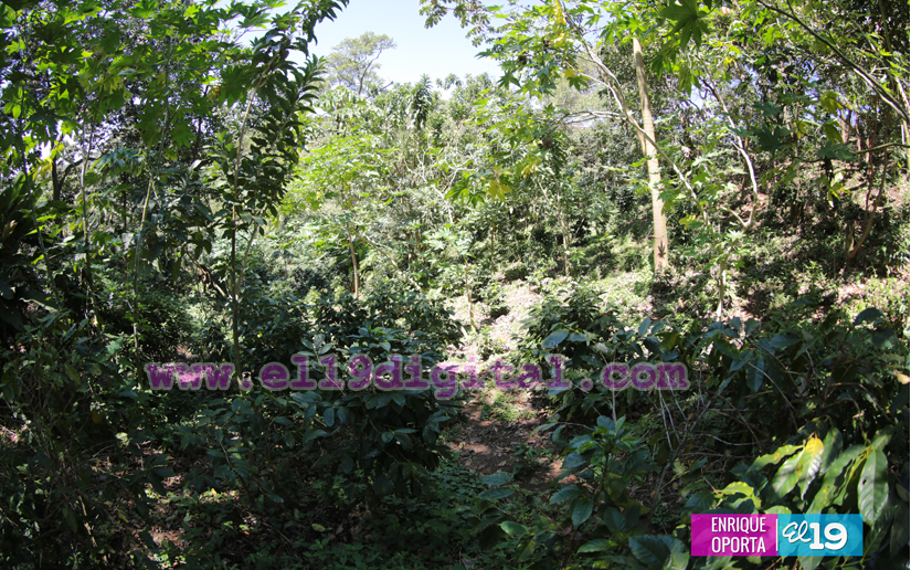 Con un buen manejo, el café supera la roya. Así lo demuestran los pequeños productores de El Crucero
