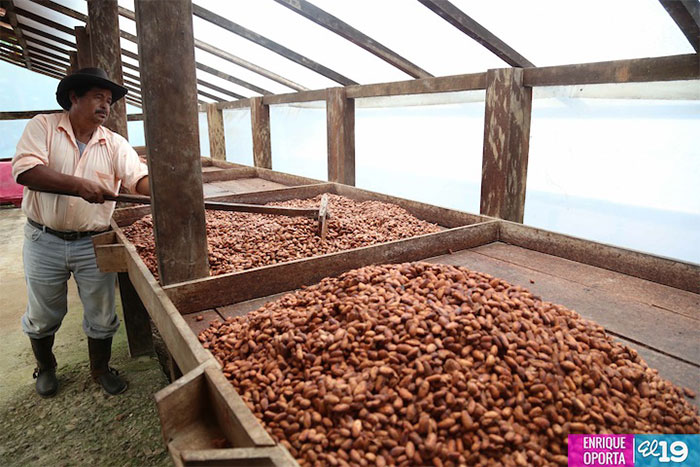 Familias campesinas de Río San Juan apuestan por producir cacao de alta calidad