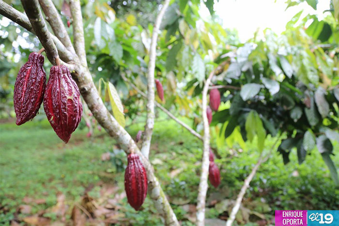 Familias campesinas de Río San Juan apuestan por producir cacao de alta calidad