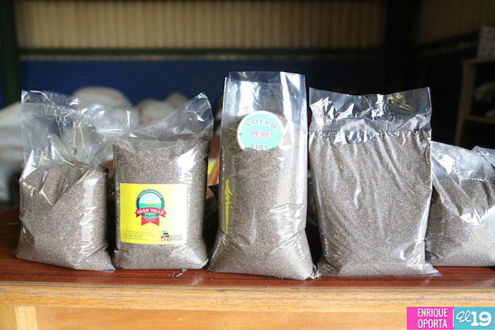 La chía, alternativa de producción para el campesinado