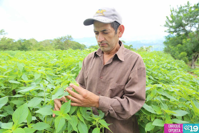La chía, alternativa de producción para el campesinado