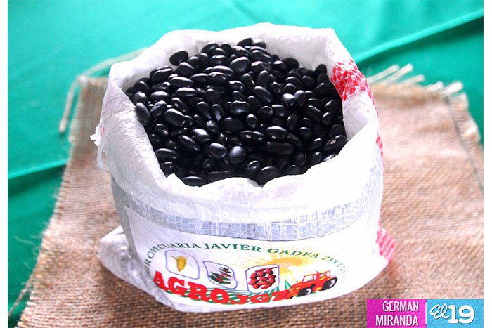Crece producción de frijol negro para la exportación en el norte del país