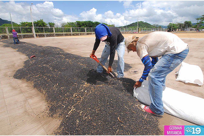 Crece producción de frijol negro para la exportación en el norte del país