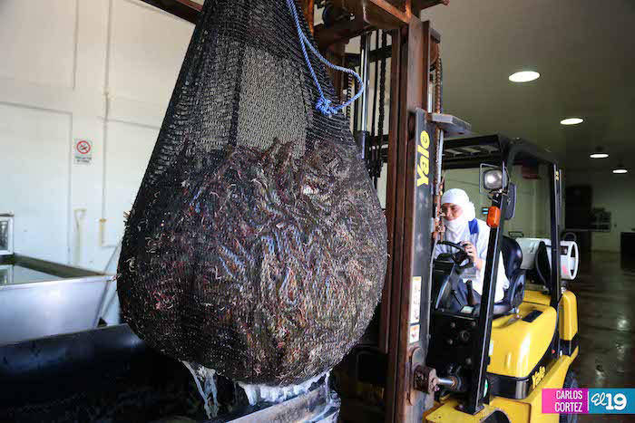 Producción de camarones en desarrollo y bajo buenas prácticas de manejo