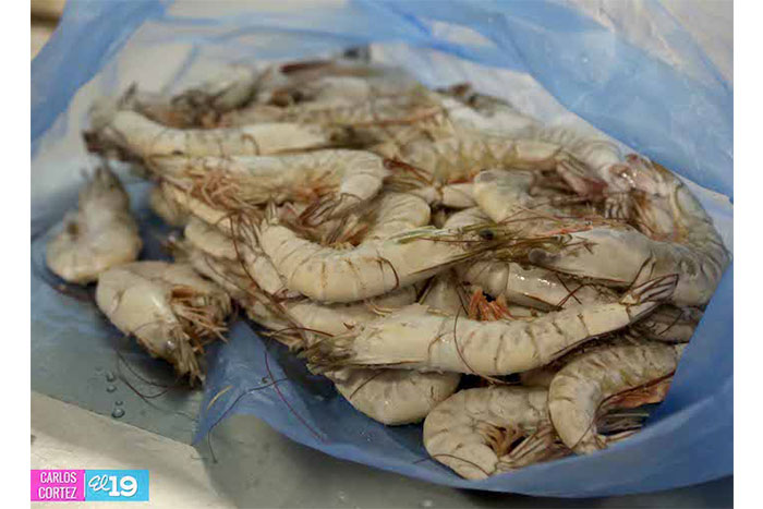 Producción de camarones en desarrollo y bajo buenas prácticas de manejo