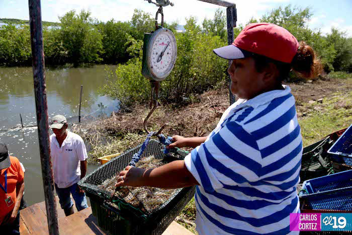 Producción de camarones en desarrollo y bajo buenas prácticas de manejo
