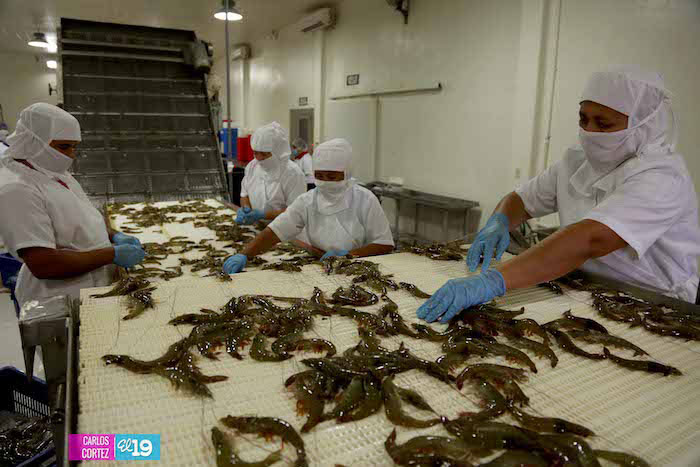 Producción de camarones en desarrollo y bajo buenas prácticas de manejo