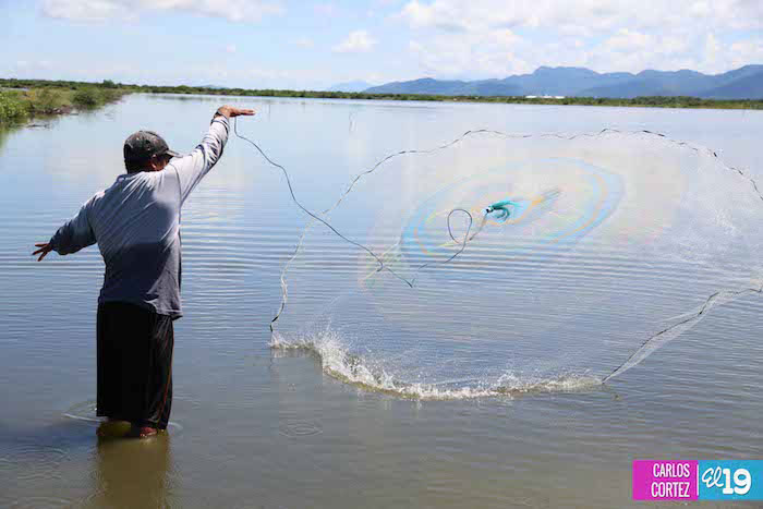 Producción de camarones en desarrollo y bajo buenas prácticas de manejo