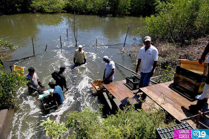 Producción de camarones en desarrollo y bajo buenas prácticas de manejo