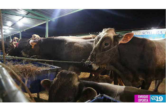 Vicepresidente inaugura V Feria Nacional Agropecuaria de Chontales