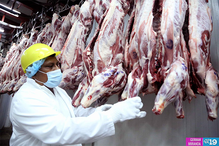 Matadero Cacique realiza primera exportación de carne de cerdo a El Salvador