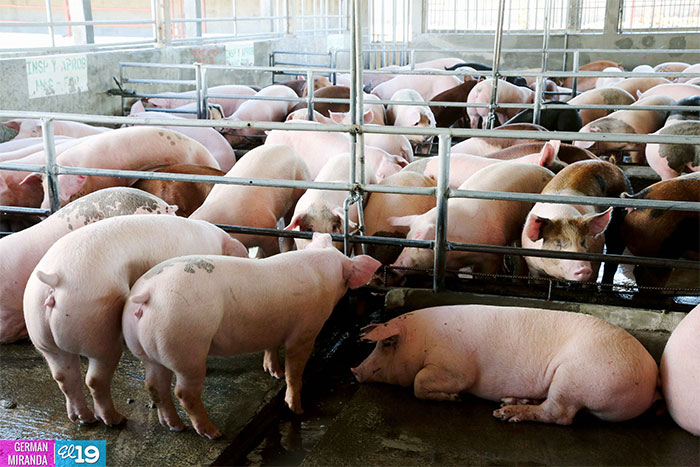 Matadero Cacique realiza primera exportación de carne de cerdo a El Salvador