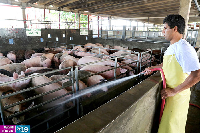 Matadero Cacique realiza primera exportación de carne de cerdo a El Salvador
