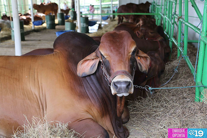 Cinco días de éxito en la Exposición Pecuaria del Istmo Centroamericano