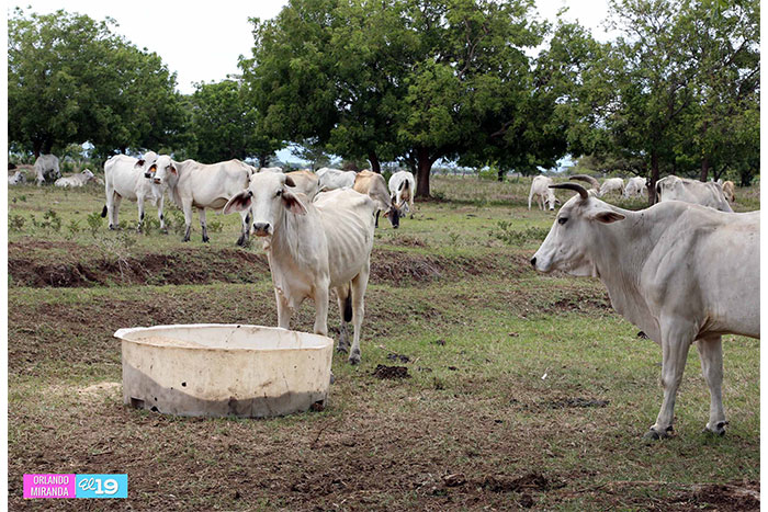 Gobierno avanza en censo para verificar daños causados por la sequía  