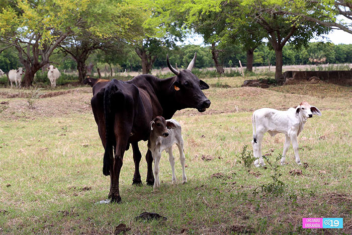 Gobierno avanza en censo para verificar daños causados por la sequía  