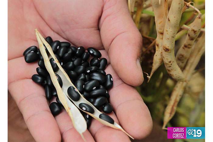 Frijoles negros, una importante alternativa de producción
