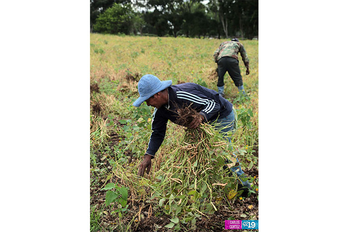 Frijoles negros, una importante alternativa de producción