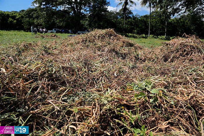 Frijoles negros, una importante alternativa de producción